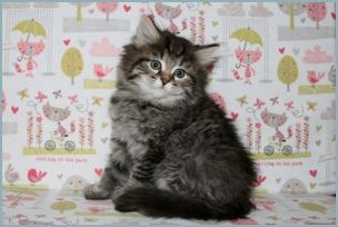 Male Siberian Kitten from Deedlebug Siberians